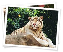 Singapore Zoo Singapore Zoo